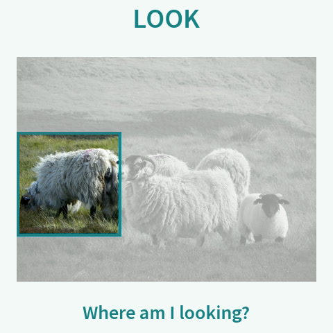 Look locates the visible image region, Perceive identifies its content, and Understand interprets it.