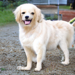 Golden retriever generated by Sparsely Supervised Diffusion